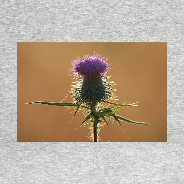 Thistle by orcadia